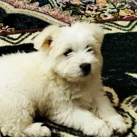 نژاد مالتیز