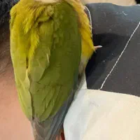 گرینچیک سخنگو اهلی