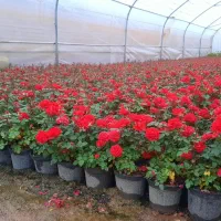 فروش انواع نوع گل محمدی و روز