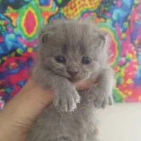 گربه اسکاتیش