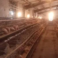 اجاره مرغداری تخمگذار ۲۰هزارتایی مجوز و تجهیزات