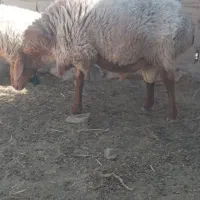 قوچ چاق فروشی|حیوانات مزرعه|گزیک, |دیوار