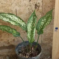 آگلونما برفی