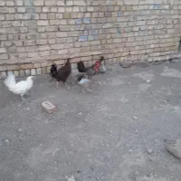 مرغ و خروس وغاز