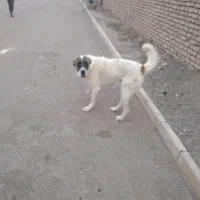 سگ  خوب گله ای
