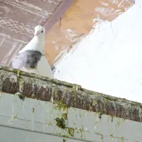 طوقی سرکه ای