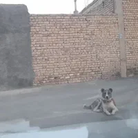 فروش سگ نگهبان|سگ|پیر بکران, |دیوار