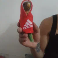 کوتوله 4 ماه دستی