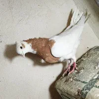 کبوتر طوقی  نرو ماده