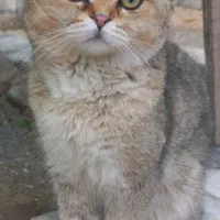 گربه اسکاتیش برای جفتگیری است