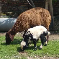 پنچ تاگوسفندبره دار برای داشتی وپرواری.ویه کشتاری