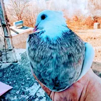 معاوضه کله دار کاکل دار مهر 1000000