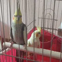 فروش عروس هلندی