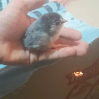 جوجه مرغ   چهل تاج ریشو|حیوانات مزرعه|اسفراین, |دیوار