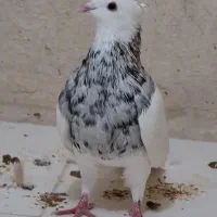 طوق هفت رنگ