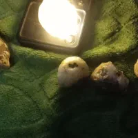 سنگ خاص|کلکسیون اشیاء عتیقه|محمدیه-قزوین, |دیوار