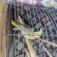 عروس هلندی جفت|پرنده|فردیس, شهرک ناز|دیوار