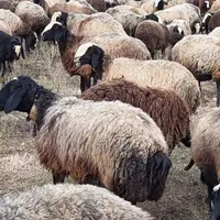 گوسفندان اصیل ازنژاد شال قزوین|حیوانات مزرعه|شیراز, شهرک امام حسن|دیوار