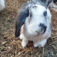 خرگوشه خونی