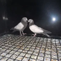 کبوتر تیدی پرشی