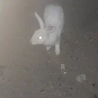 خرگوش هلندی