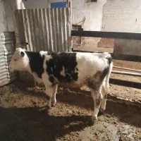 فروش گوساله درج یک سیمنتال