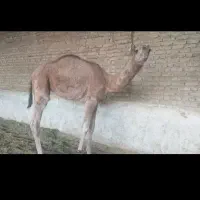 ارونه آروم همراه هاشی