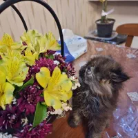 گربه اسکاتیش فولد لانگ هیر|گربه|تهران, جنت‌آباد مرکزی|دیوار