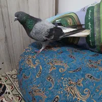 کفتر گرفتنی