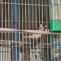 فروش ۳عدد سهره نر