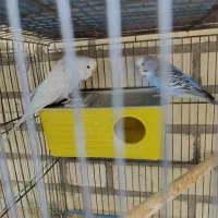 فنچ مرغ عشق عروس سهره