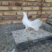 کفتر دم چتری|پرنده|هریس, |دیوار