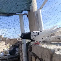 کله سیاه|پرنده|لنجان, |دیوار