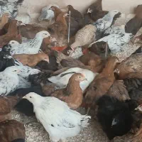 دوتک مرغ گلپایگانی جهادی  ۳ماهه ونیم|حیوانات مزرعه|فلاورجان, |دیوار