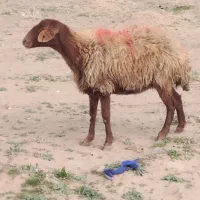 2میش جوان بزقرمز آبستن بزغاله بازیگوش