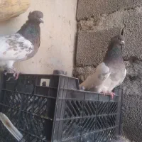 کبوتر کله|پرنده|شباب, |دیوار