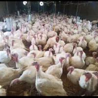 بوقلمون ارگانیک گوشتی ... ارسال درب منزل رایگان