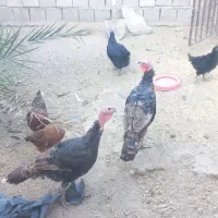 بوقلمون برنزه