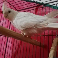 عروس هلندی آلبینو