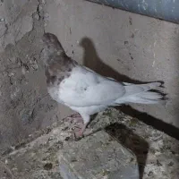 فروش کبوتر|پرنده|میانه, |دیوار