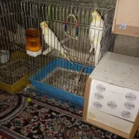 طوطی گرینچیک وعروس هلندی|پرنده|سعدآباد, |دیوار