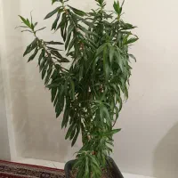 گیاه پیله مو ا جعبه 40 ریشه پرس