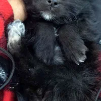 واگذاری سگ پامر فسقلی