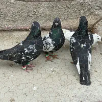 دونه ۱۸۰|پرنده|شیروان (خراسان), |دیوار