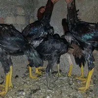 خروس و جوجه لاری|حیوانات مزرعه|خوی, |دیوار