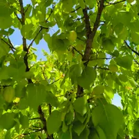 باغ دارای درختان میوه|فروش زمین و ملک کلنگی|اصفهان, آزادان|دیوار