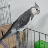 معاوضه مولد عروس هلندی با غاز یا اردک