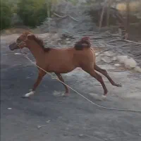 کره مادیان دره شوری|اسب و تجهیزات اسبسواری|جهرم, |دیوار