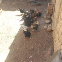 مرغ فروشی