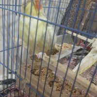 عروس هلندی رام